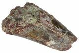 Bargain, Serrated, Fossil Phytosaur Tooth - Arizona #145007-1